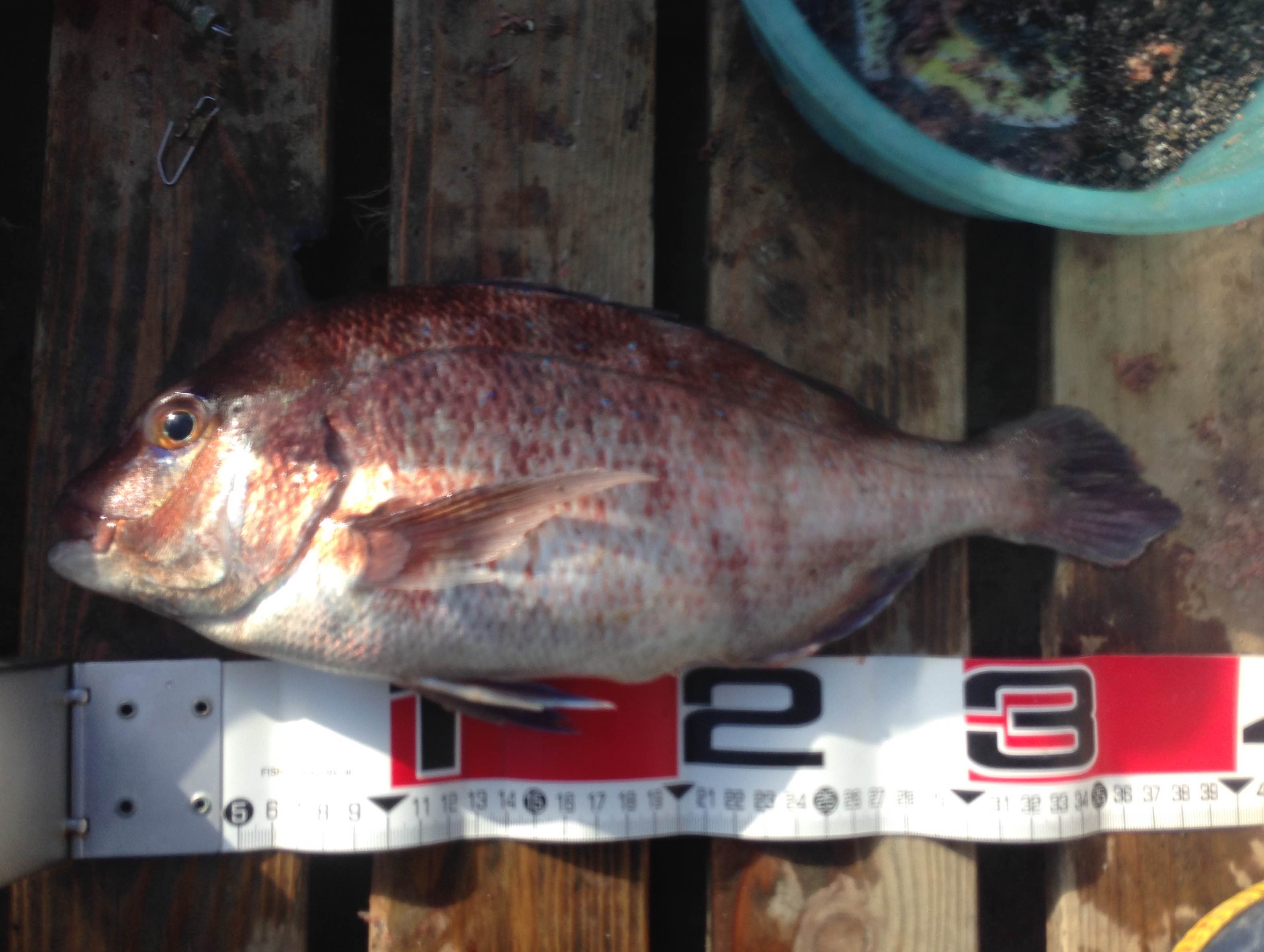 ボート釣り こっとんの釣りブログ ボート釣りで行こう