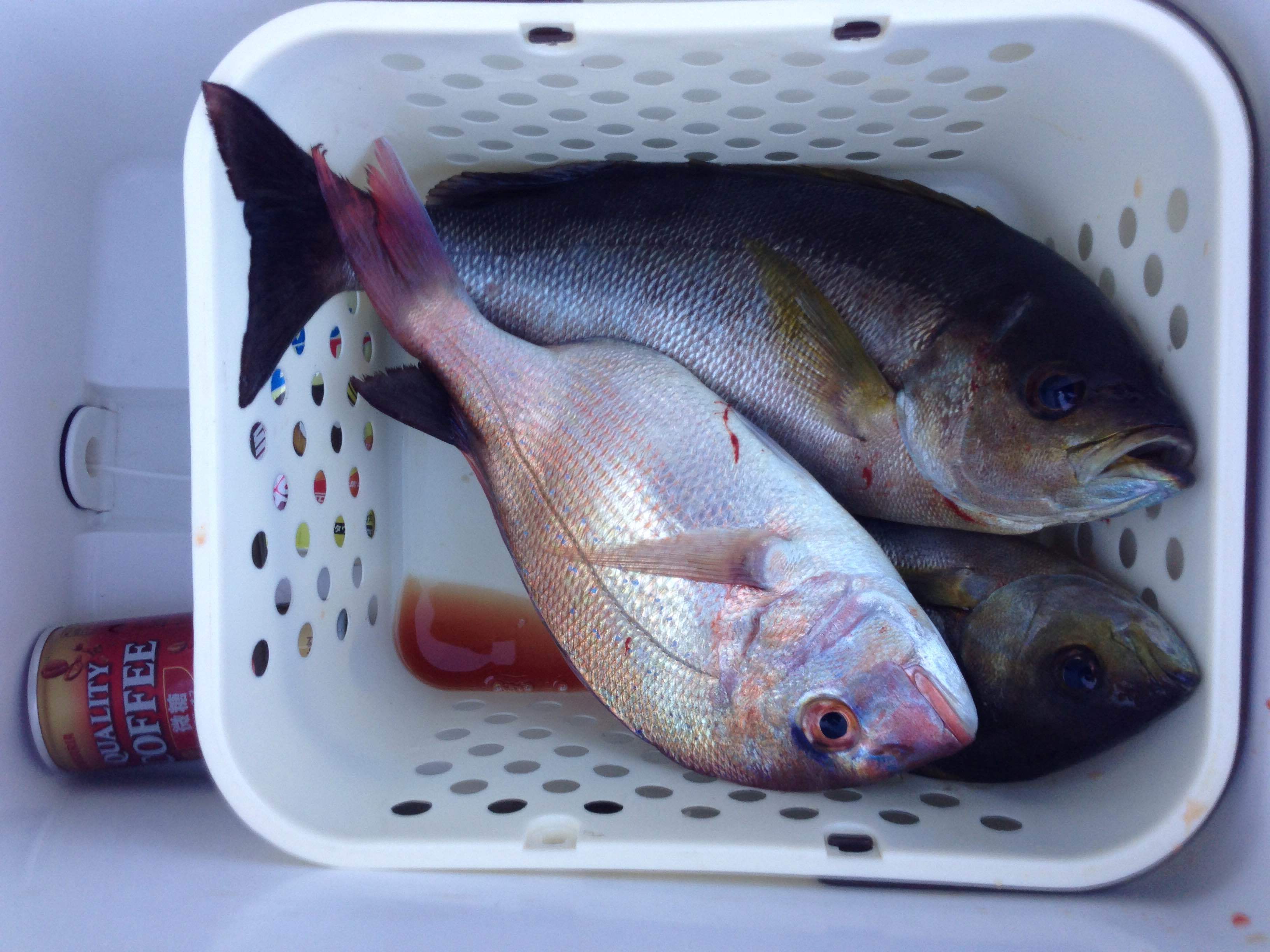 ボート釣り こっとんの釣りブログ ボート釣りで行こう