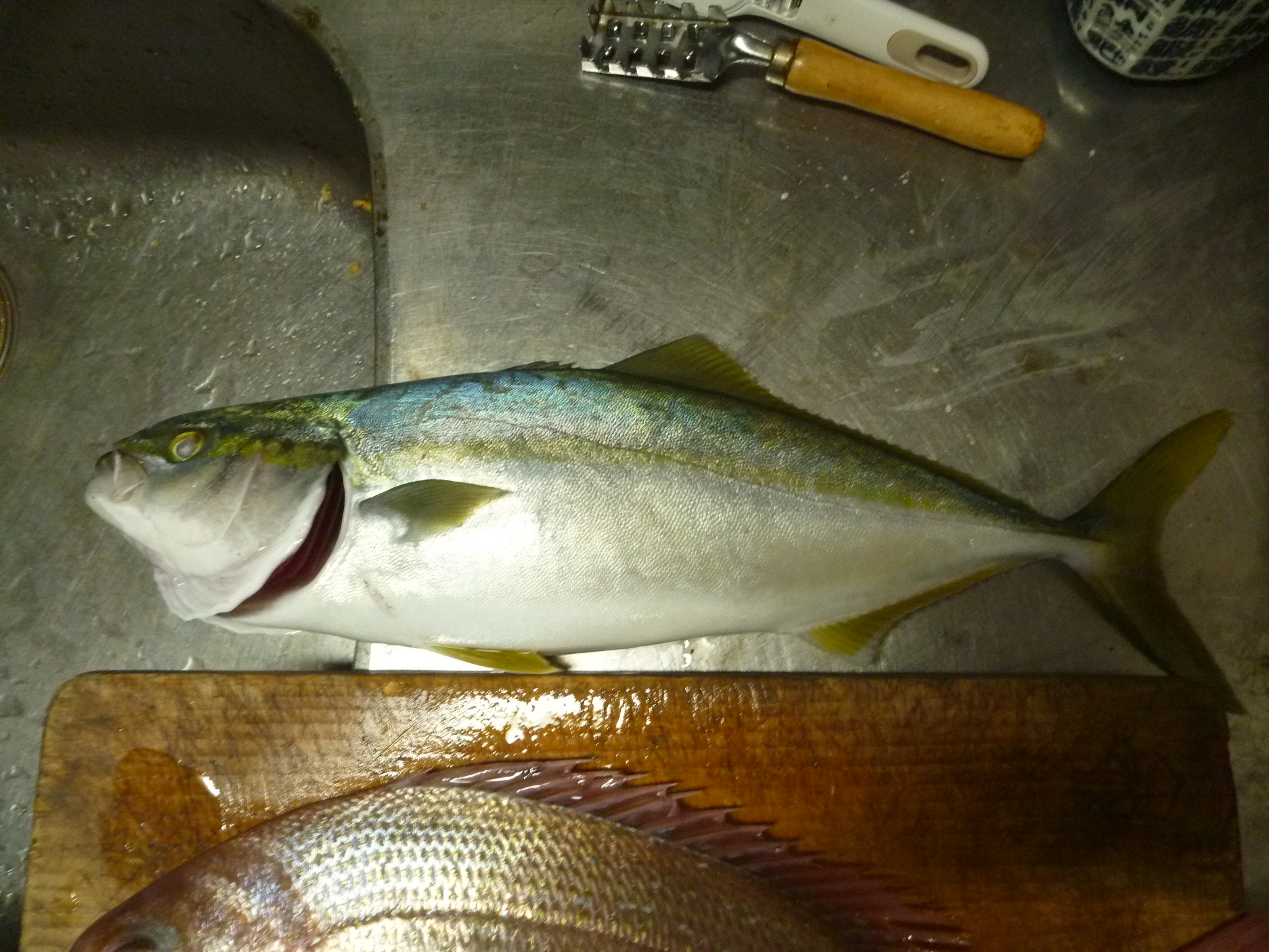 18 こっとんの釣りブログ ボート釣りで行こう